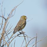 Canario silvestre (Serinus canaria)