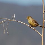 Canario silvestre (Serinus canaria)