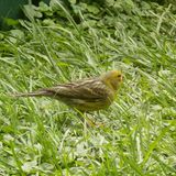 Canario silvestre (Serinus canaria)