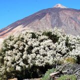 Endemic Canary Island species