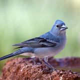 Vertebrate Fauna