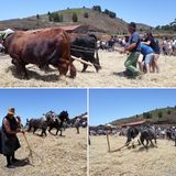 Traditionelles Dreschen in El Tanque