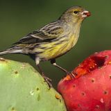 Canario silvestre (Serinus canaria)