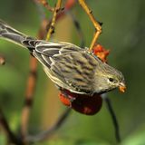 Canario silvestre (Serinus canaria)