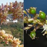 Inflorescencia y Frutos del Drago