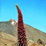 Tajinaste rojo y el Teide