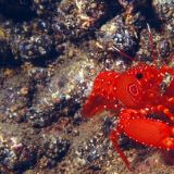 Una cigala canaria, roja