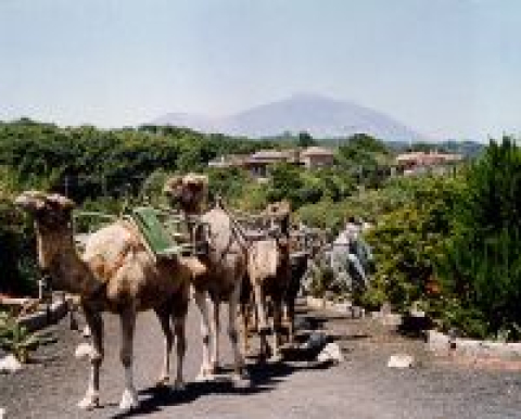 Camellos
