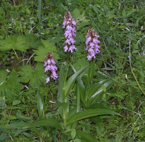 Orquídea de Tenerife (Himantoglossum metlesicsianum)