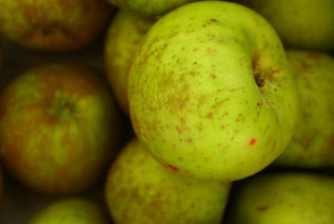 XIIIe Festival de la pomme reinette