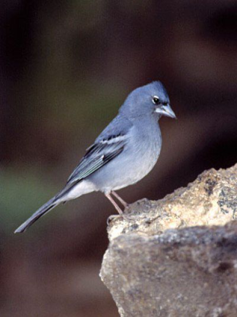 Pigeon des lauriers