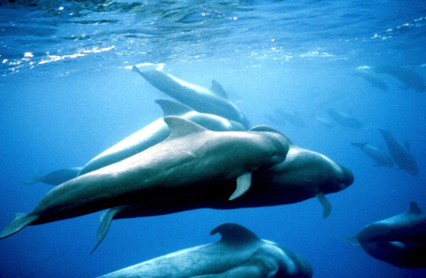 Ballenas