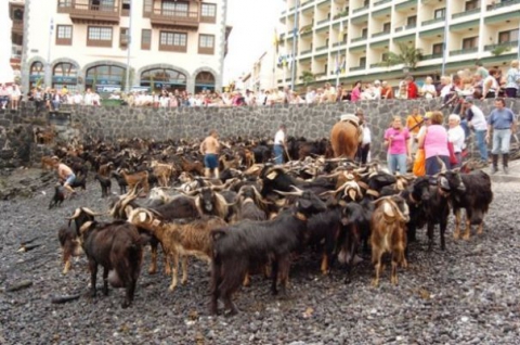 Baño de cabras en el Puerto de la Cruz