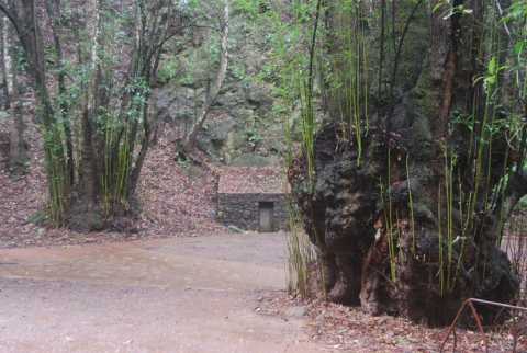 Agua García, Tacoronte