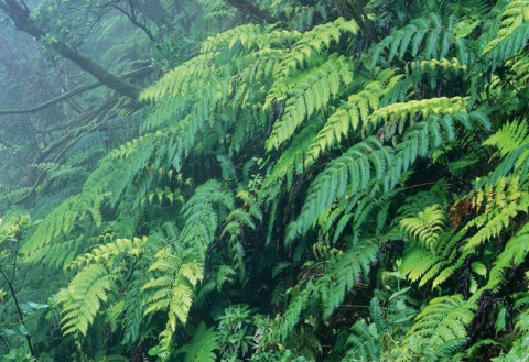 Helechos de la Laurisilva: Píjara (Woodwardia radicans)