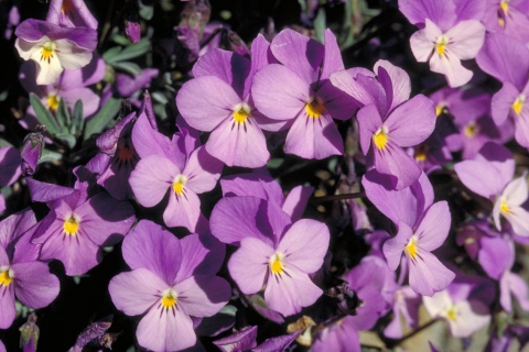 Violette du Teide