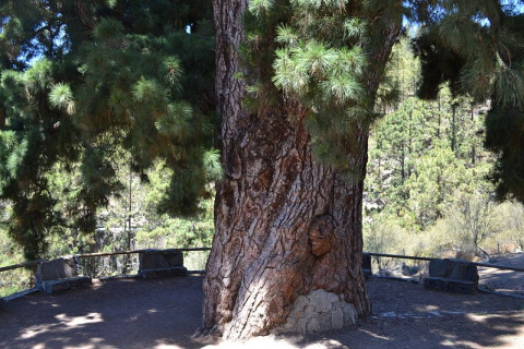 Pino Gordo (base del tronco)