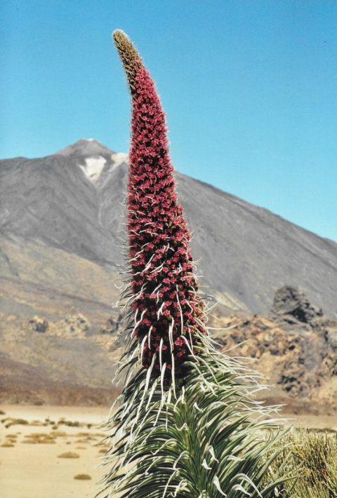 Teide y tajinaste