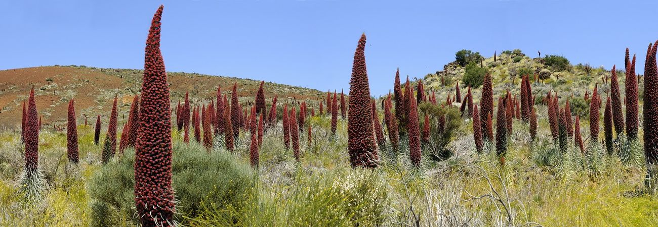 Tajinastes rojos Header image
