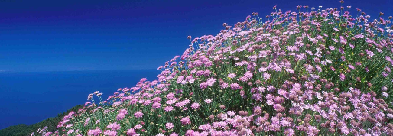 Rosalillo de cumbre (Endemismo tinerfeño) Header image