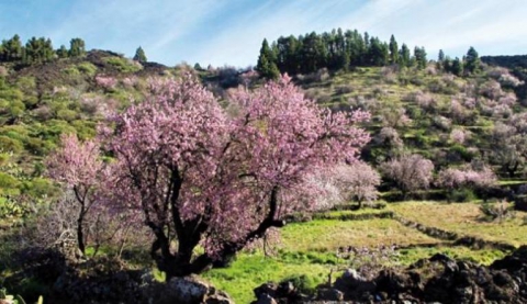 Ruta Almendros en Flor - Santiago del Teide