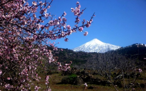 Almond-Tree Blossom Routes